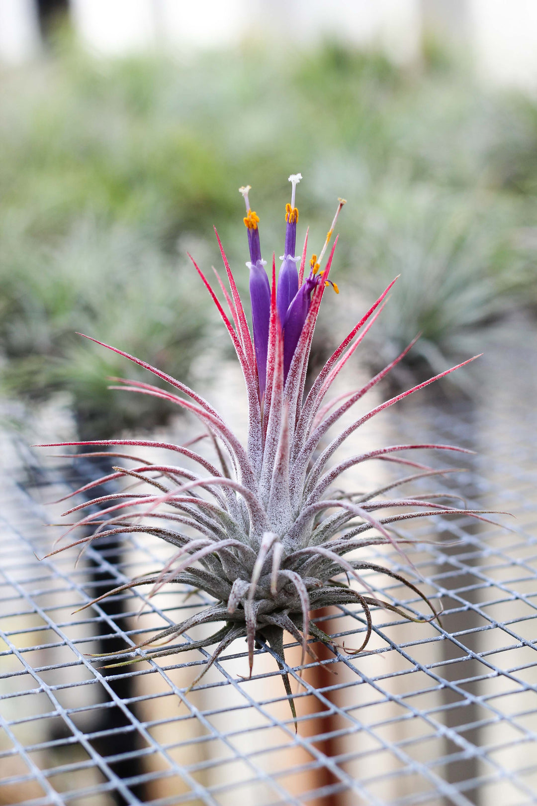 Blushing and Blooming Large Tillandsia Ionantha Guatemala Air Plant