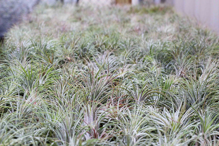 Hundreds of Tillandsia Ionantha Guatemala Air Plants on a Shelf at the Farm