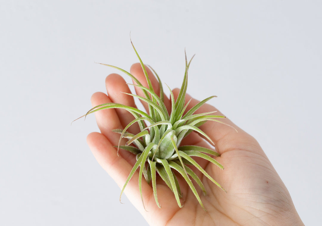 Hand Holding Tillandsia Ionantha Rubra Air Plant