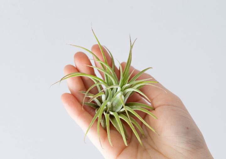 Hand holding Tillandsia Ionantha Rubra Air Plant