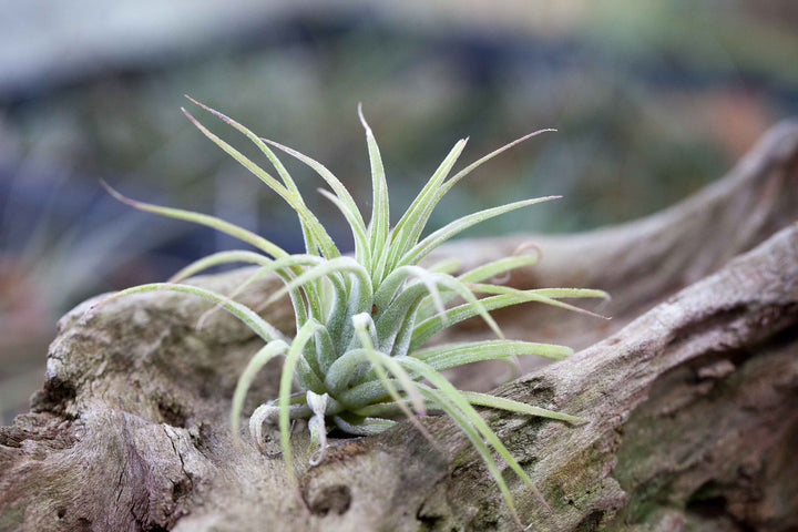 Tillandsia Ionantha Rubra Air Plant