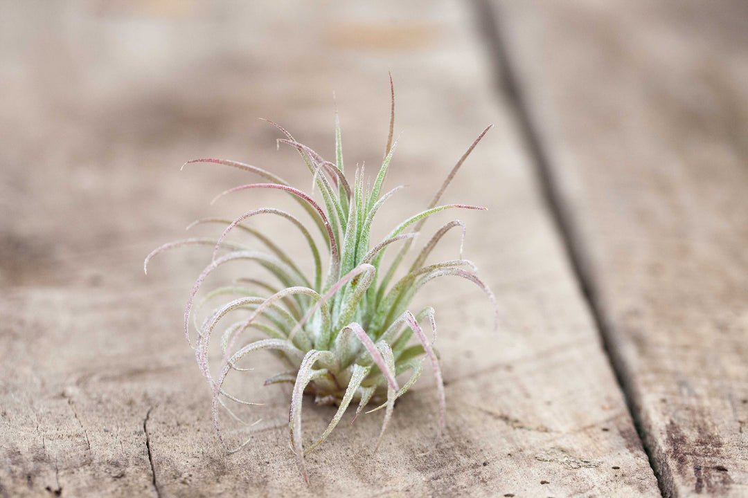 Tillandsia Ionantha Rubra Air Plant