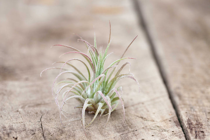 tillandsia ionantha fuego air plant