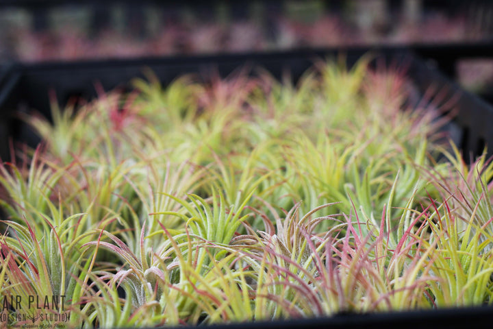 Hundreds of Blushing Tillandsia Ionantha Guatemala Air Plants in a Tray