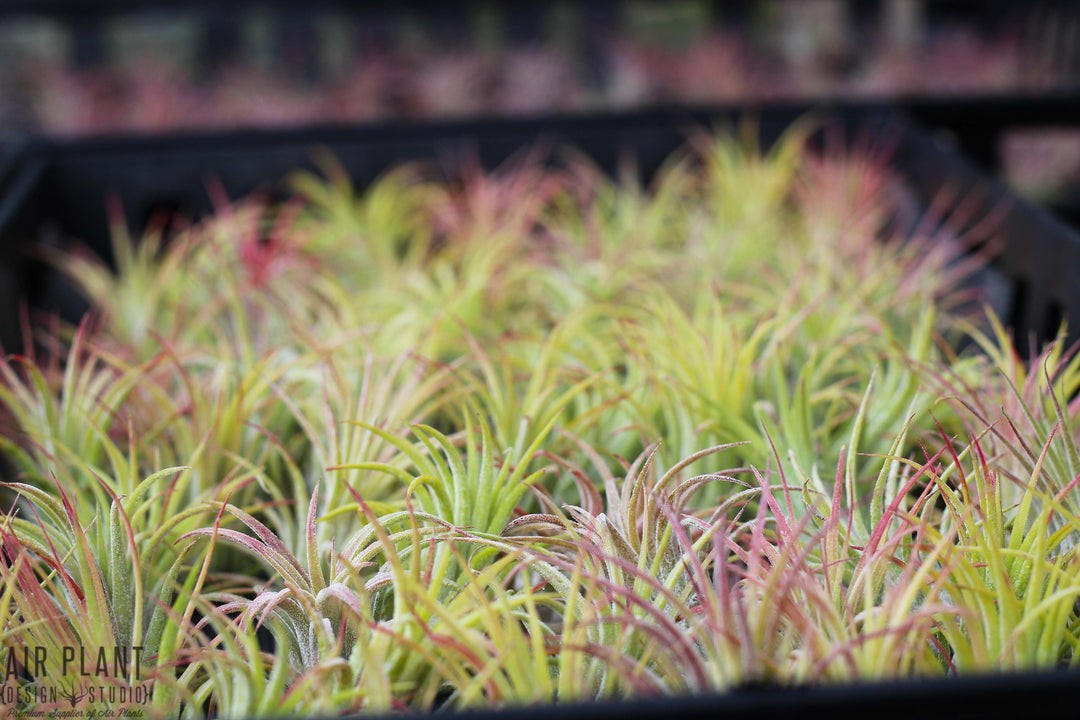 Hundreds of Tillandsia Ionantha Rubra Air Plants