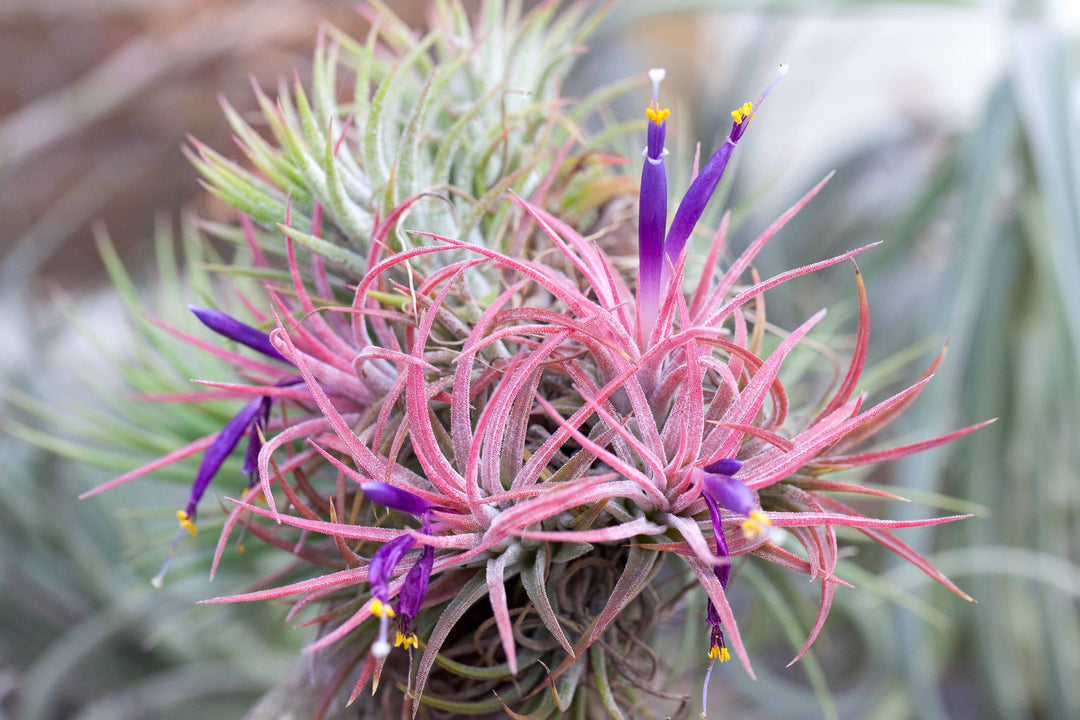 A Clump of Blushing and Blooming Tillandsia Ionantha Rubra Air Plants