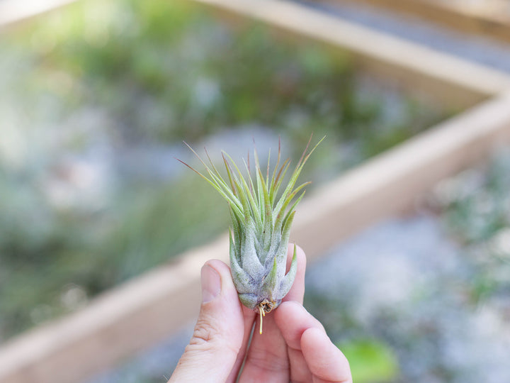 hand holding tillandsia ionantha fuego air plant