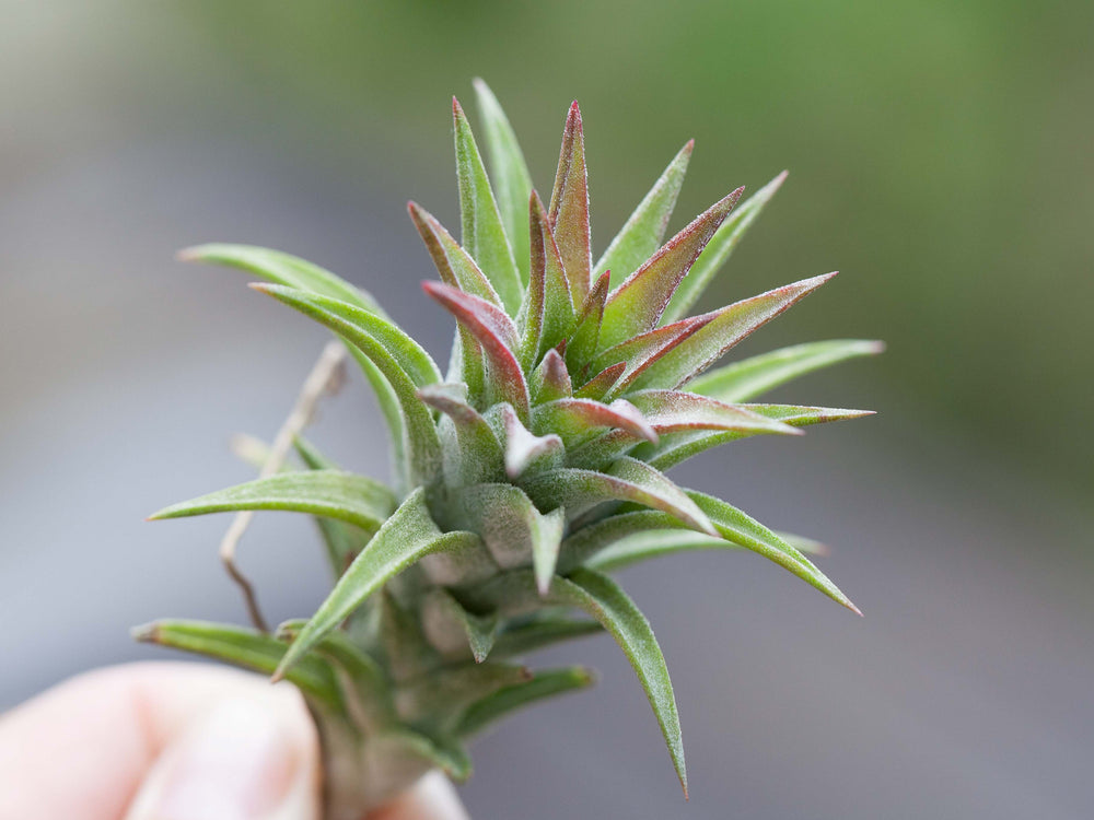 Tillandsia Ionantha Vanhyningii Air Plant