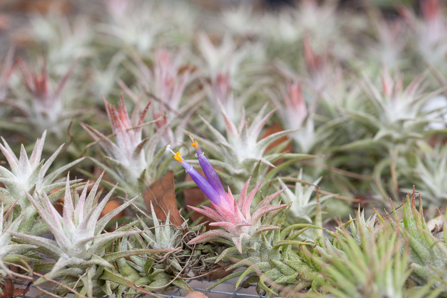 A Bunch of Tillandsia Ionantha Vanhyningii Air Plants on a Tray