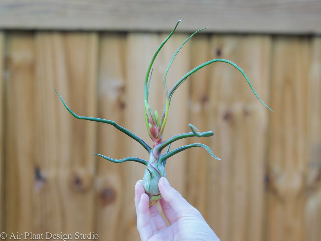 Budding Tillandsia Bulbosa Guatemala Air Plant