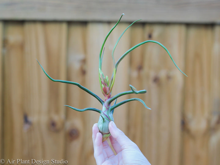 Blooming Tillandsia Bulbosa Belize Air Plant