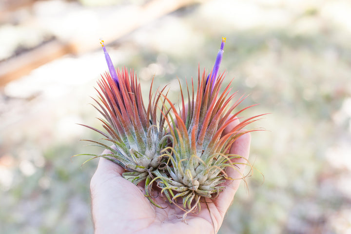 Hand Holding Two Blushing and Blooming Tillandsia Ionantha Guatemala Air Plants