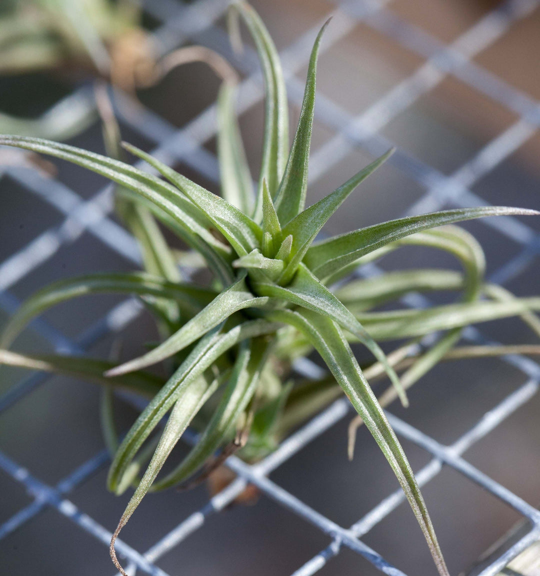 Tillandsia Bergeri Air Plant