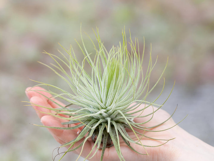 hand holding a tillandsia magnusiana air plant 