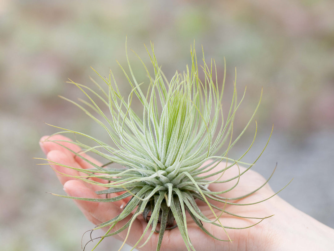 Tillandsia Magnusiana Air Plant