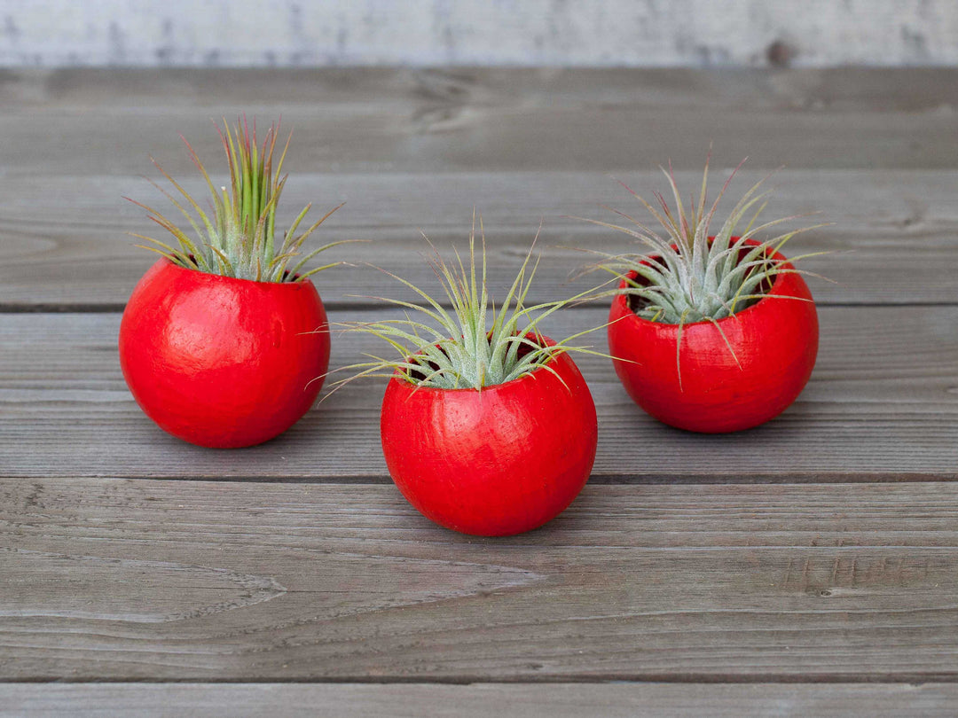 3 Red Painted Seed Pods with Assorted Tillandsia Ionantha Air Plants