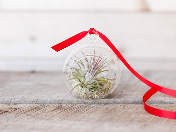 Mini Flat Bottom Glass Globe Terrarium with Moss and Tillandsia Ionantha Guatemala Air Plant and Red Ribbon