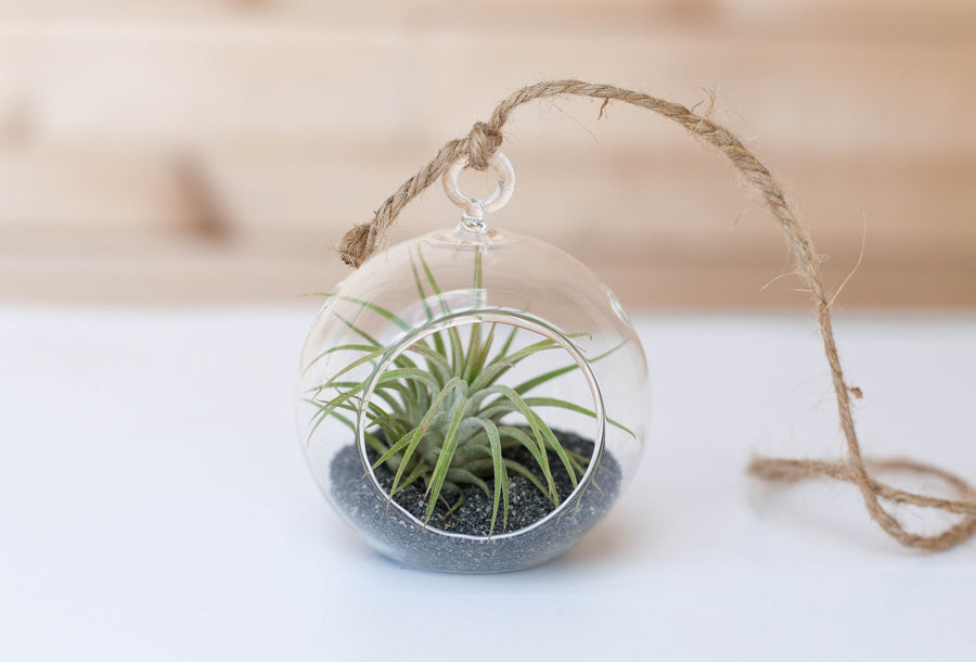 Mini Flat Bottom Glass Globe Terrarium with Black Sand and Tillandsia Ionantha Guatemala Air Plant