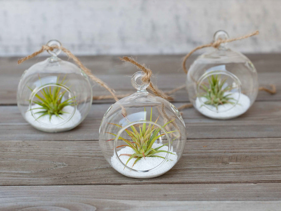 3 Mini Flat Bottom Glass Globe Terrariums with Sand, Tillandsia Ionantha Rubra Air Plants and Hemp String