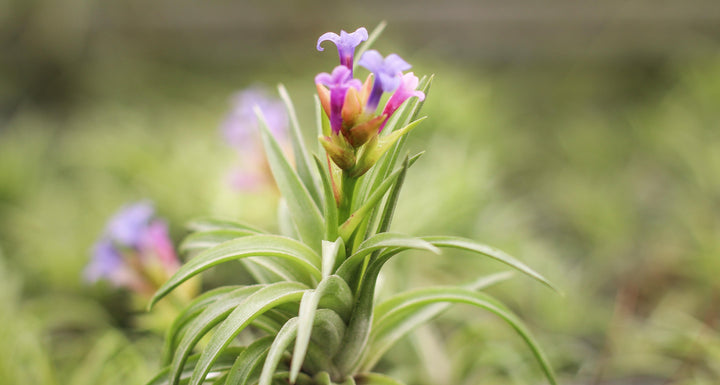 Blooming Tillandsia Neglecta Air Plant