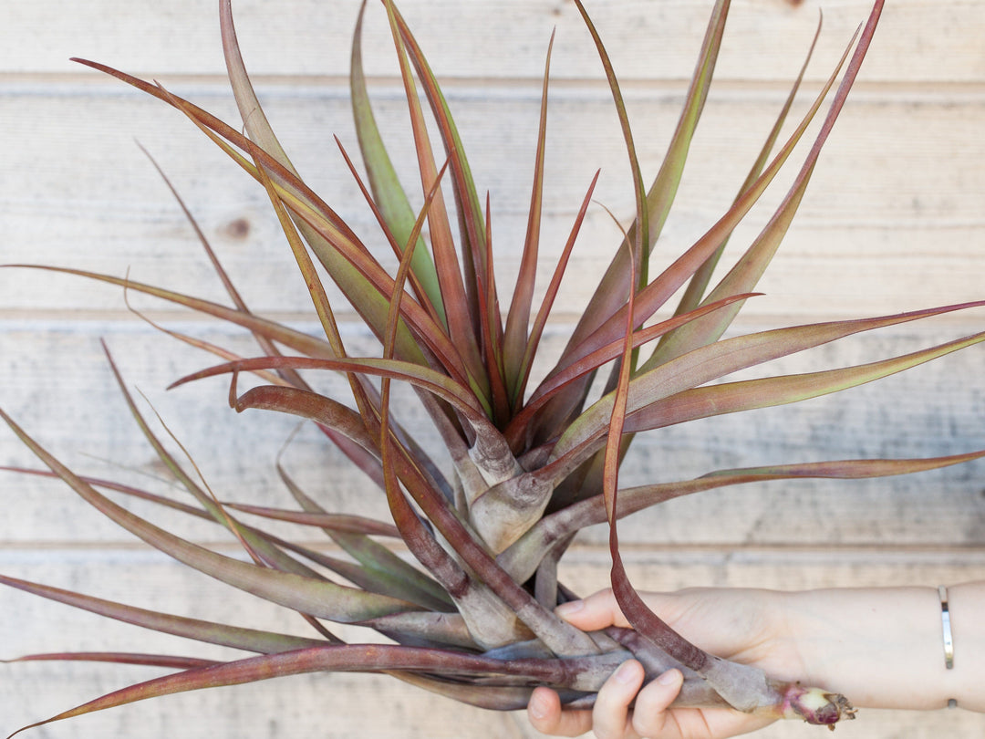 Tillandsia Novakii Air Plant