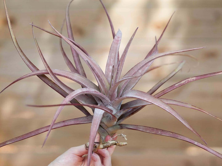 Tillandsia Novakii Air Plant