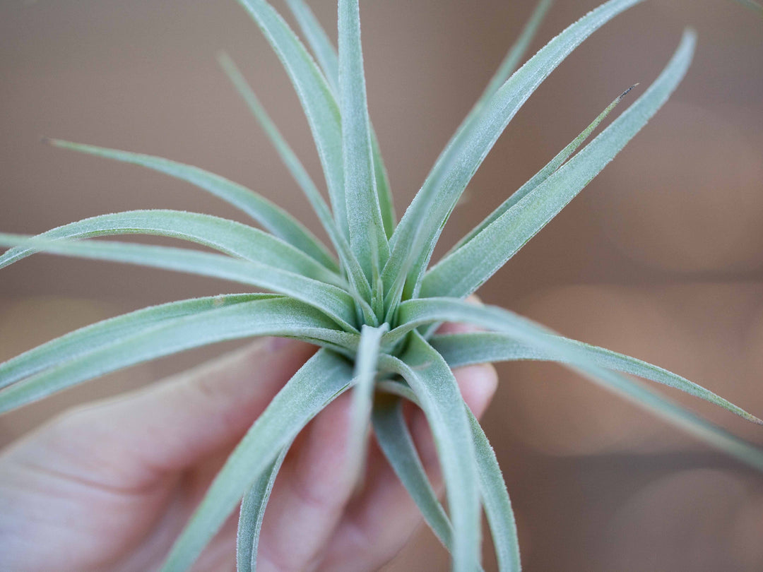 Tillandsia pohliana air plant