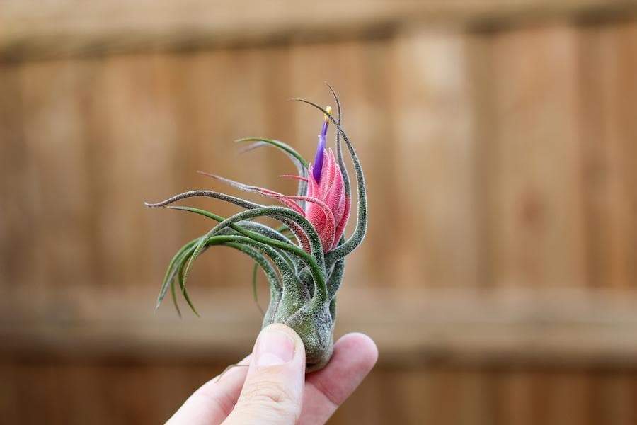 Tillandsia Pruinosa Air Plant with Pink Bud and Purple Blooms