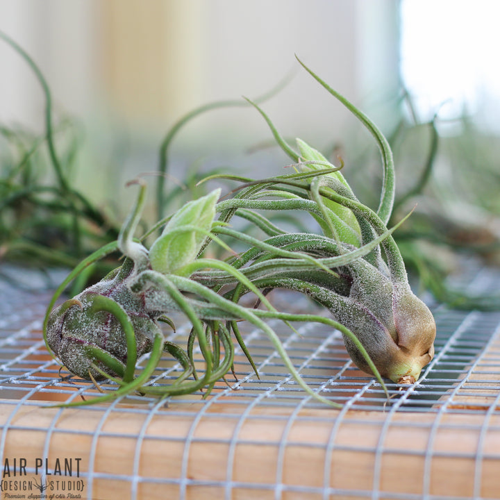 2 Tillandsia Pruinosa Air Plants