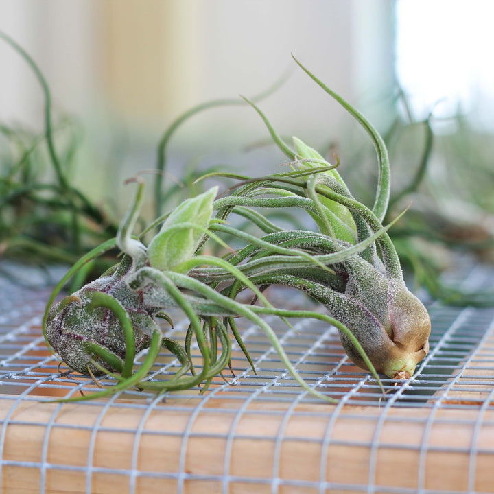 2 Tillandsia Pruinosa Air Plants