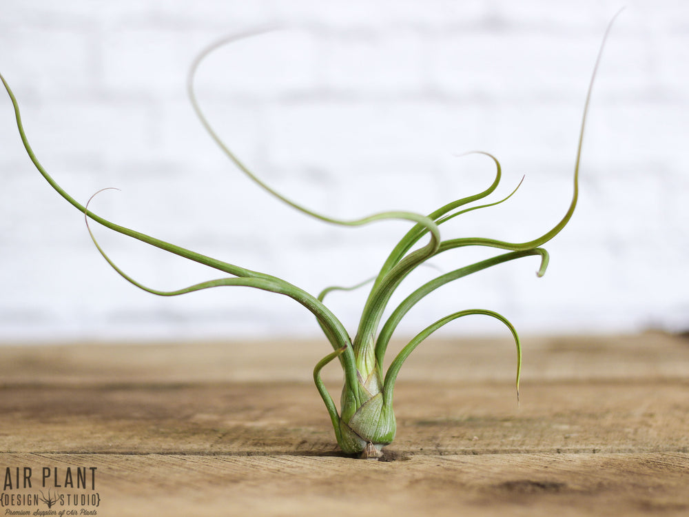 Tillandsia Baileyi