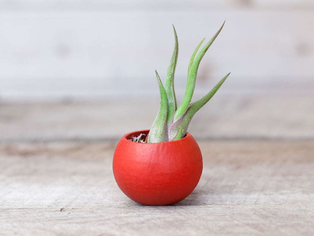 Festive Red Pod with Assorted Tillandsia Air Plant and Custom Reindeer Moss