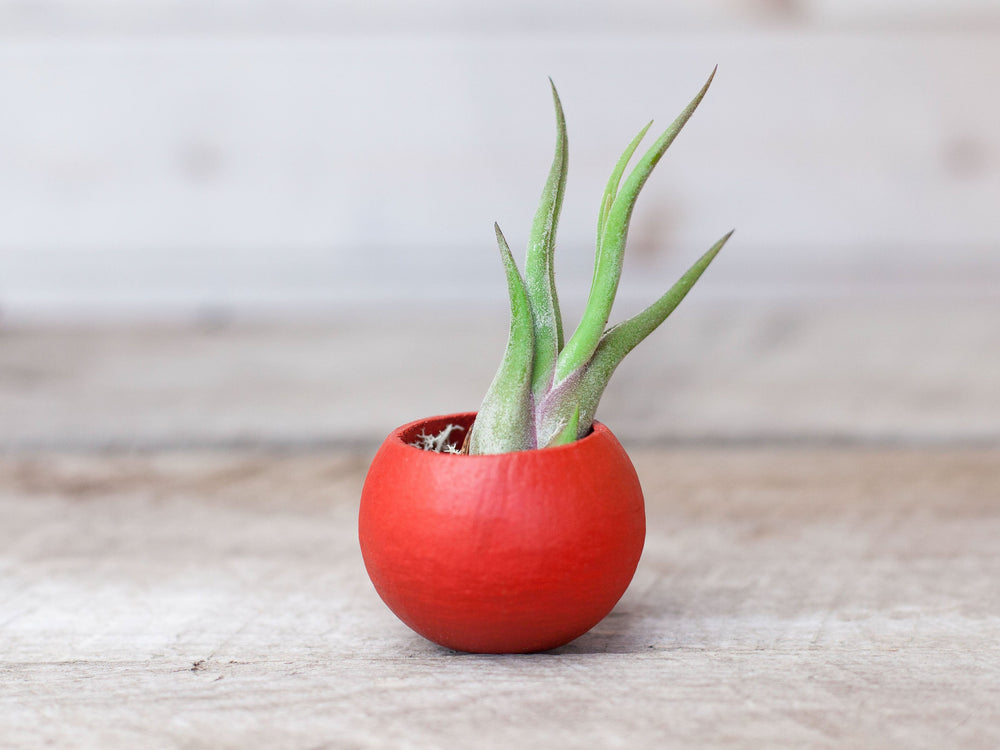 Red Painted Seed Pod with Tillandsia Caput Medusae Air Plant