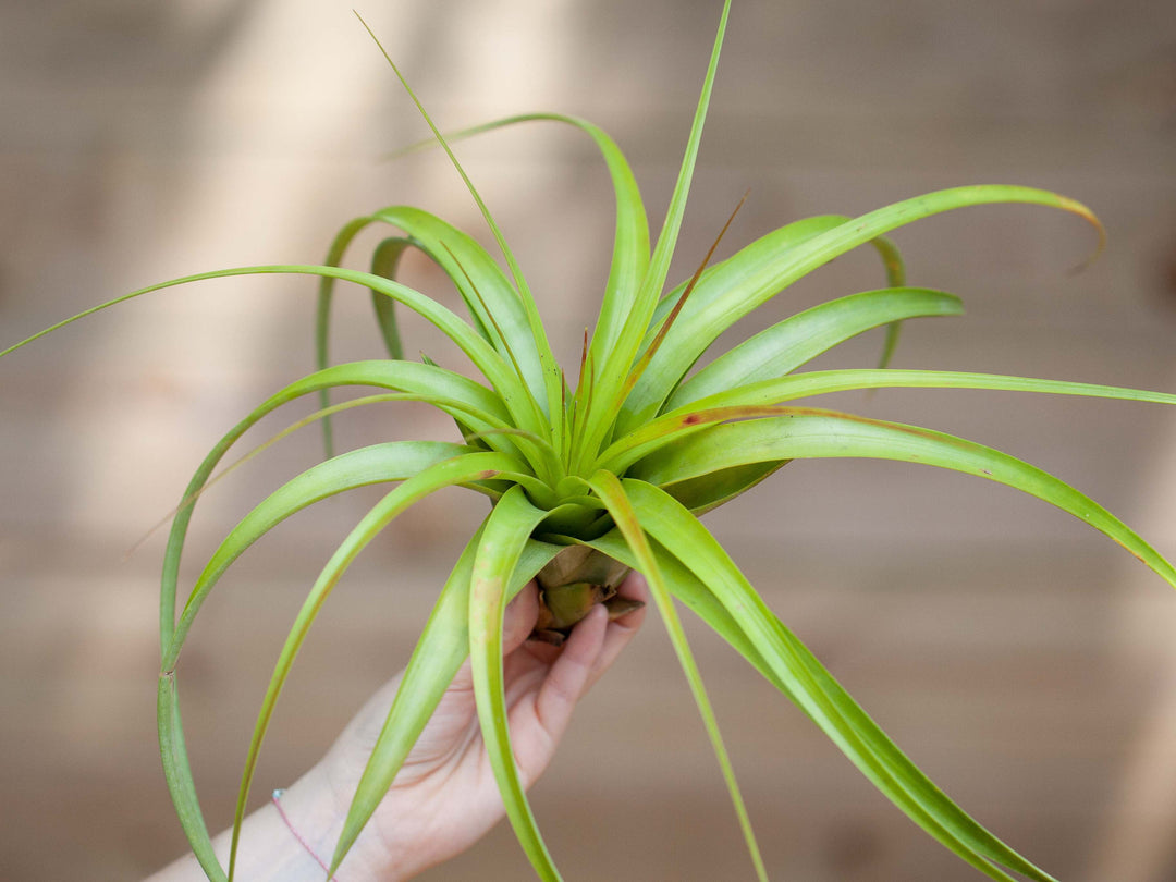 Tillandsia Roland Gosselini Air Plant