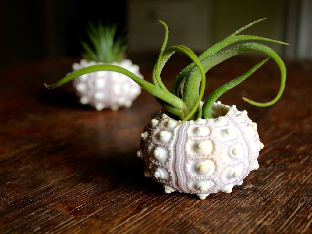 2 Sputnik Sea Urchins with Tillandsia Ionantha Guatemala and Caput Medusae Air Plants