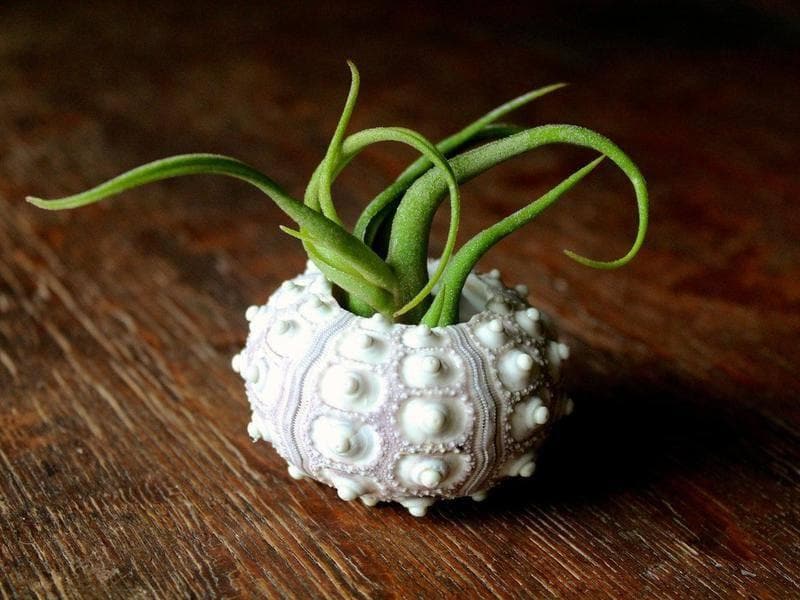 Sputnik Sea Urchin with Tillandsia Caput Medusae Air Plant