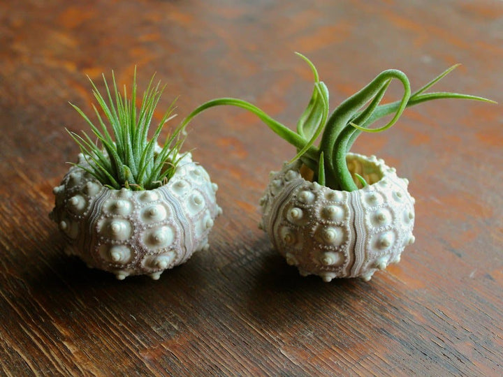 2 Sputnik Sea Urchins with Tillandsia Ionantha Guatemala and Caput Medusae Air Plants