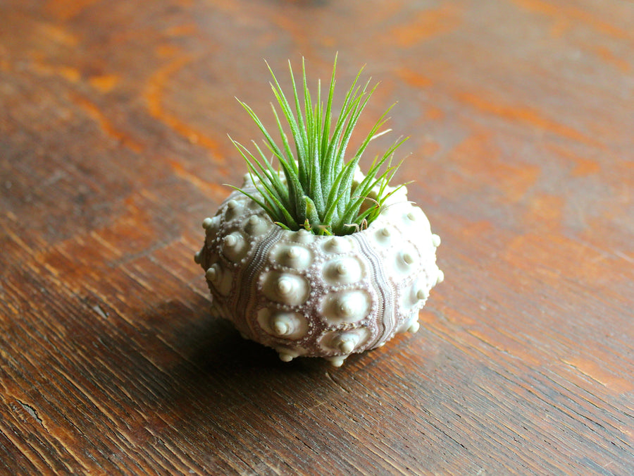 Sputnik Sea Urchin Shell with Tillandsia Ionantha Guatemala Air Plant