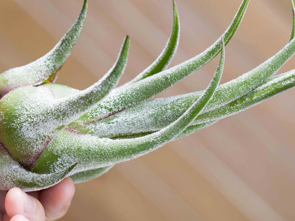 Close up of a Tillandsia Seleriana Air Plant