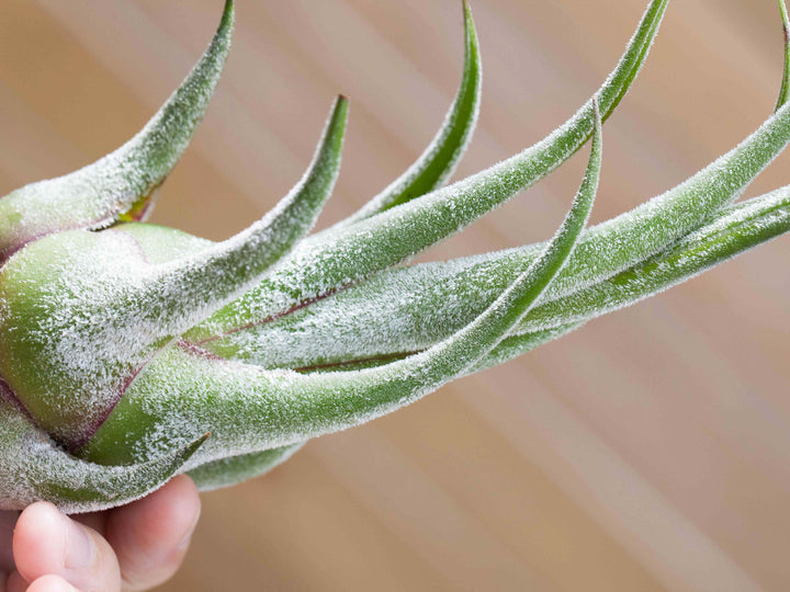 Tillandsia Seleriana Air Plant