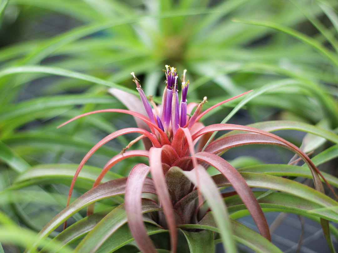 Cholla Wood Display - Tillandsia Streptophylla Hybrid Air Plant