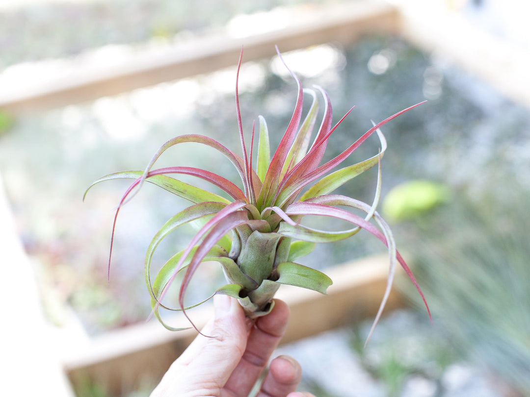 Blushing Tillandsia Streptophylla Hybrid Air Plant