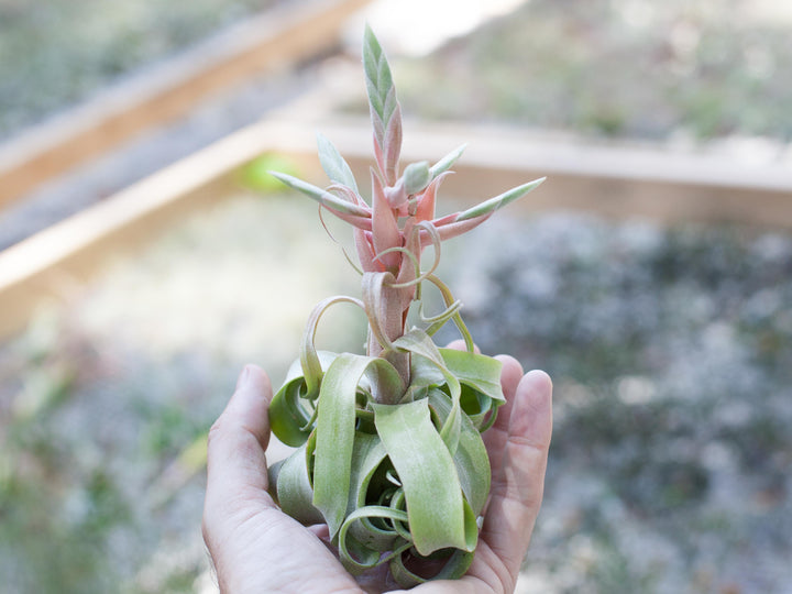 Curly Tillandsia Streptophylla Air Plant with Pink Bloom Spike