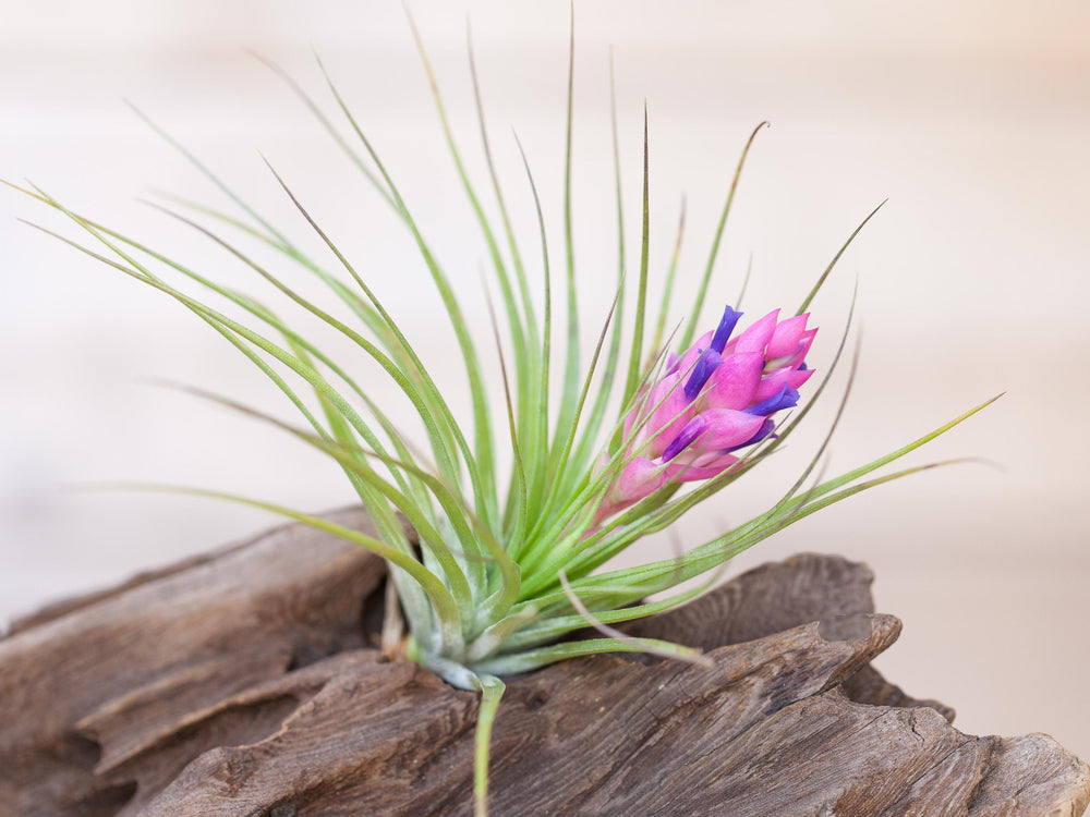 Tillandsia Stricta Air Plant with Bloom 