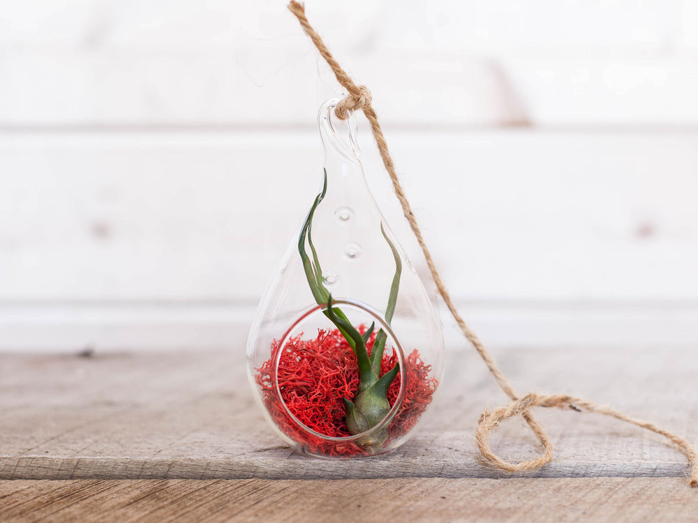 Teardrop Shaped Glass Terrarium with Red Moss and Tillandsia Bulbosa Guatemala Air Plant