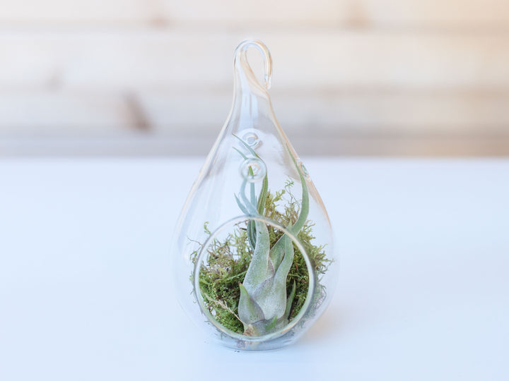 Tillandsia Caput Medusae Air Plant in a Glass Teardrop Shaped Terrarium with Moss