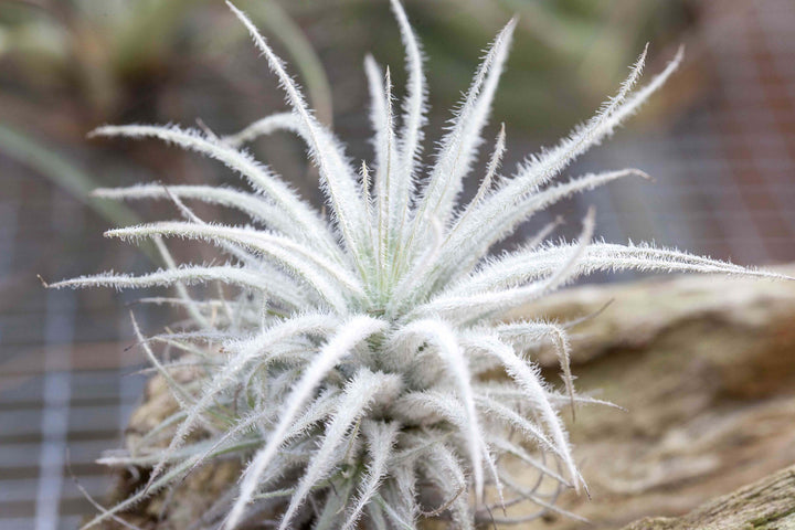 Tillandsia Tectorum Ecuador Air Plant