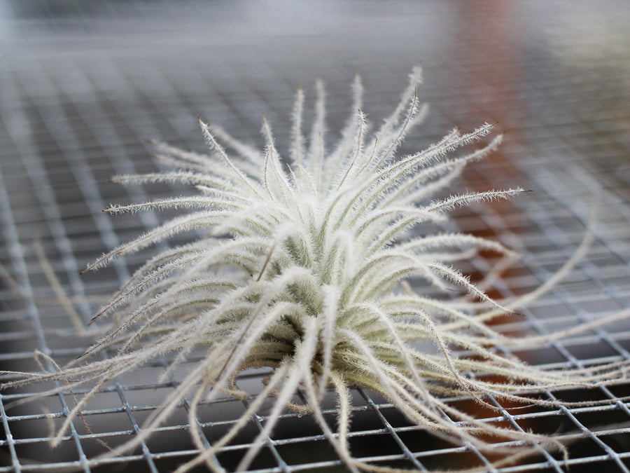 Tillandsia Tectorum Ecuador Air Plant