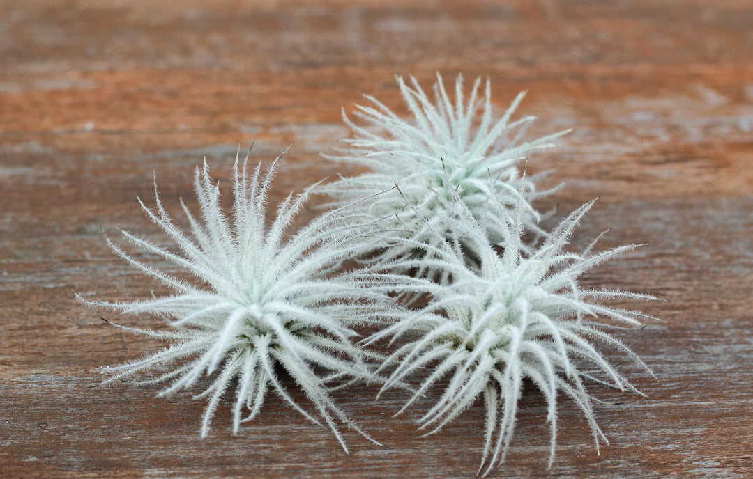 3 Tillandsia Tectorum Ecuador Air Plants