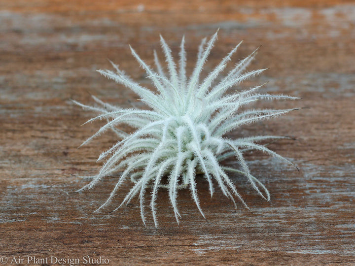 Tillandsia Tectorum Ecuador Air Plant